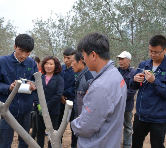 公司從產(chǎn)業(yè)鏈起始端著手，引進(jìn)良種優(yōu)苗，繁育基地苗圃，優(yōu)化樹(shù)種，以?xún)?yōu)質(zhì)的橄欖樹(shù)苗為生產(chǎn)特級(jí)初榨橄欖油提供基礎(chǔ)保障。在以自建萬(wàn)畝國(guó)家標(biāo)準(zhǔn)化油橄欖..